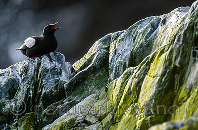 BB 15 0471 / Cepphus grylle / Teist